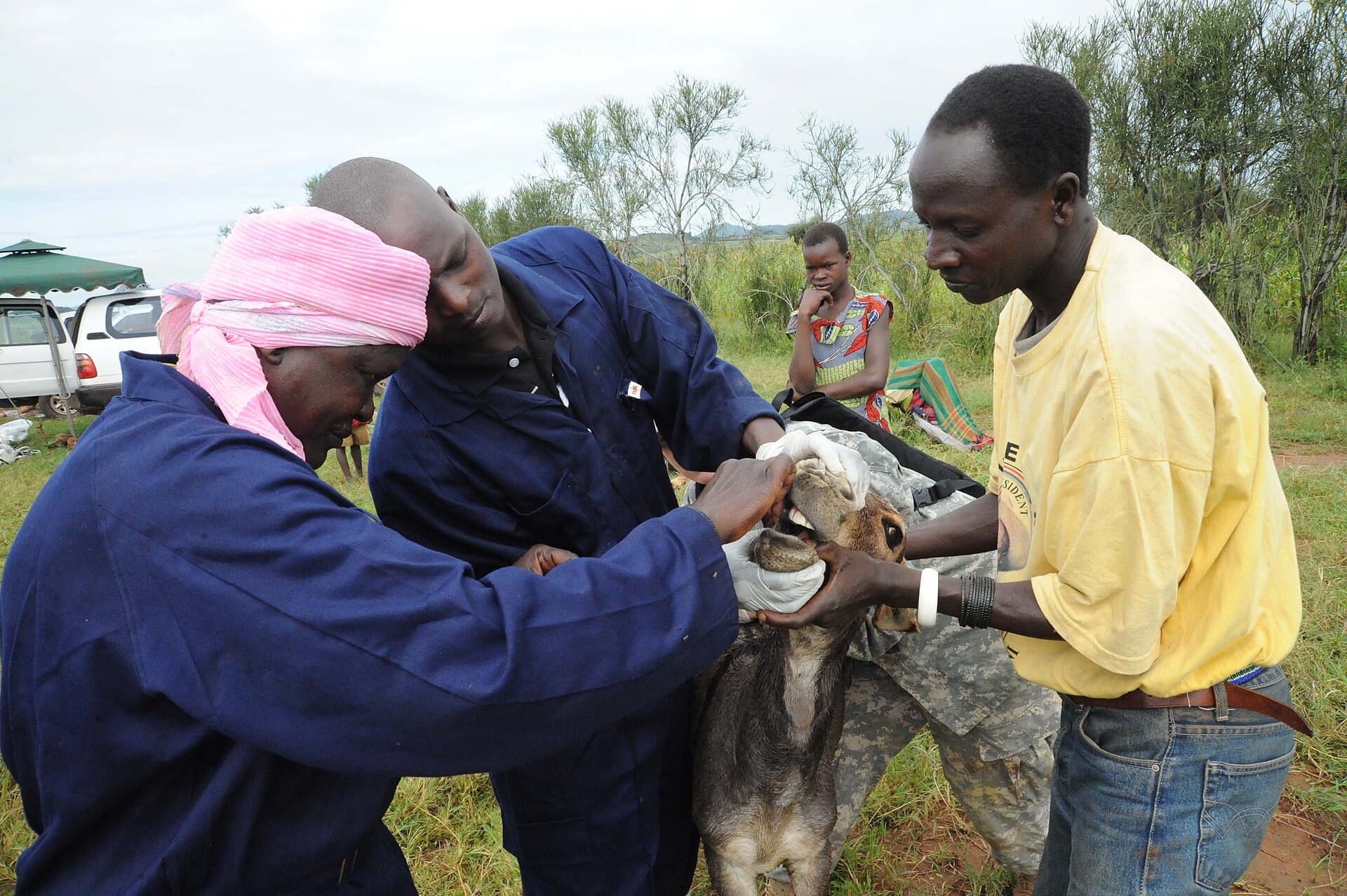 Animal Health & Welfare