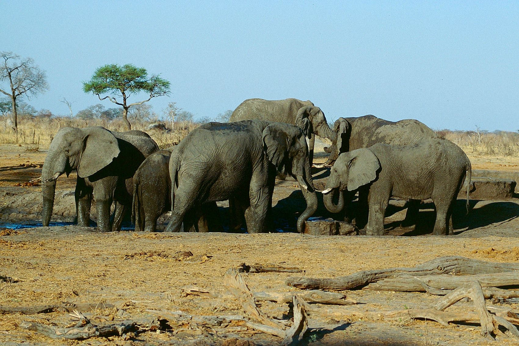 A herd of elephants in Hwange National Park, Zimbabwe