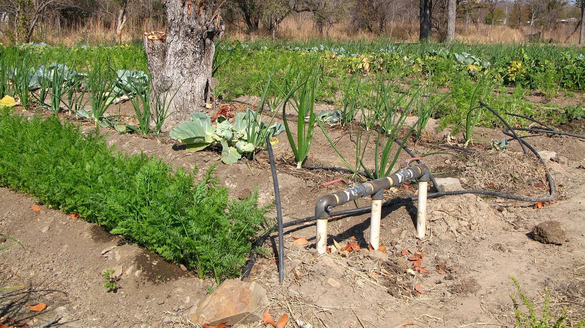 Irrigating a community garden in the Hwange area
