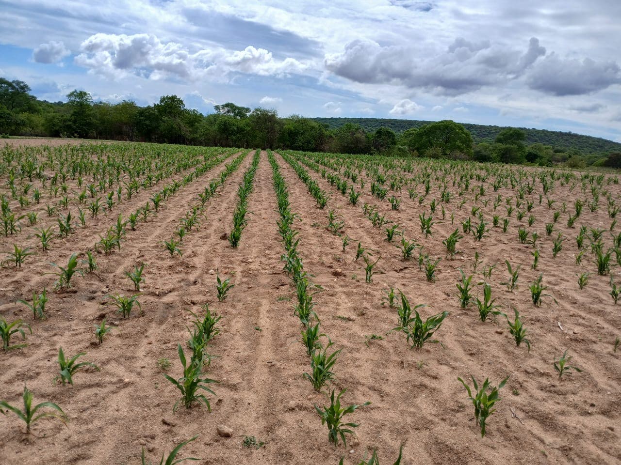 Evenly spaced crop rows across a cultivated field