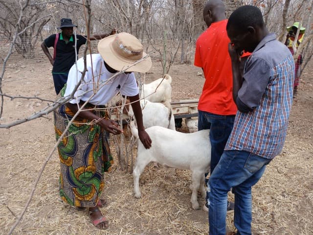 Participants handling goats in a livestock enclosure
