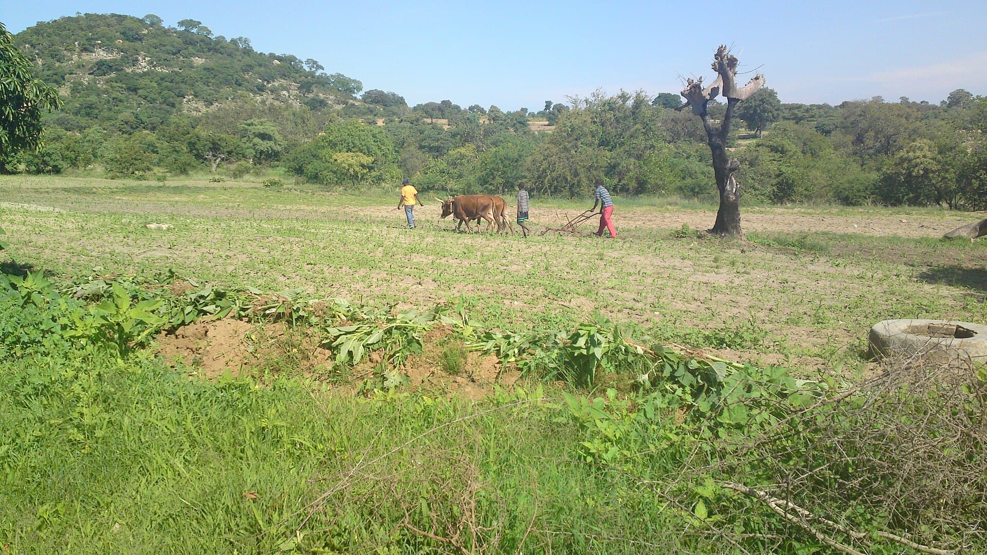 People working the land in a village in Buhera District, Zimbabwe